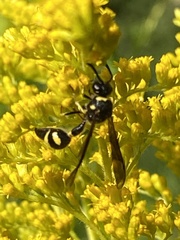 Eumenes