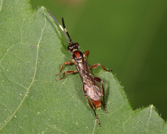 Cratichneumon