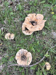 Lactarius pubescens