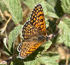 Melitaea cinxia