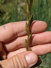 Leymus cinereus