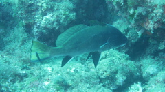 Sciaena umbra