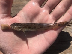 Lepidogobius lepidus