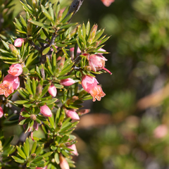 Brachyloma ericoides