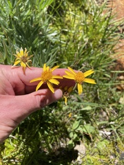 Arnica mollis
