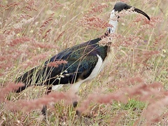 Threskiornis spinicollis