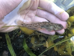 Lepidogobius lepidus