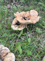 Lactarius pubescens