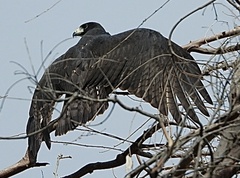 Buteo albonotatus