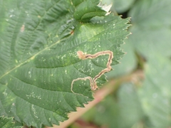 Stigmella aurella