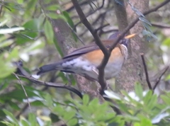Turdus albicollis