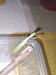 Mantis religiosa