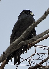 Buteo albonotatus