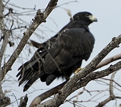 Buteo albonotatus