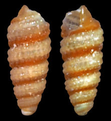 Cerithiopsidae