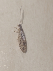 Micromus variegatus