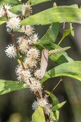 Hakea benthamii