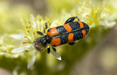 Trichodes leucopsideus