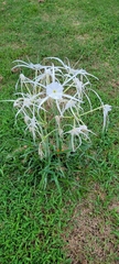Hymenocallis occidentalis