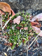 Sagina procumbens