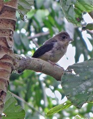 Trichothraupis melanops