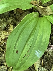 Cypripedium acaule