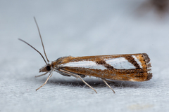 Catoptria latiradiellus