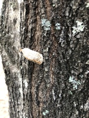 Megalopyge opercularis