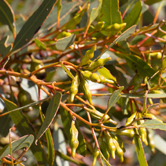 Eucalyptus incrassata