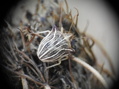 Ancyrosoma leucogrammes