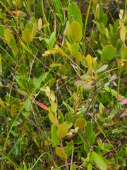 Chamaedaphne calyculata