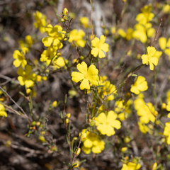 Hibbertia virgata