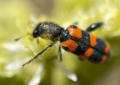Trichodes leucopsideus