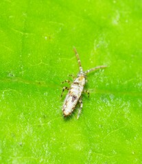 Entomobryomorpha