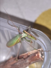 Mantis religiosa