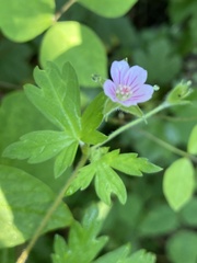 Geranium sibiricum