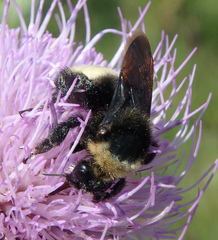 Bombus auricomus