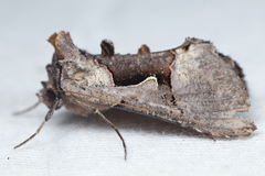 Autographa ampla