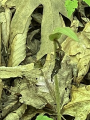 Cypripedium acaule