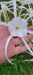 Hymenocallis occidentalis