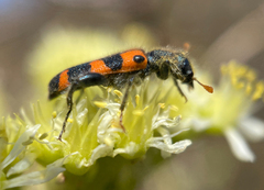 Trichodes leucopsideus