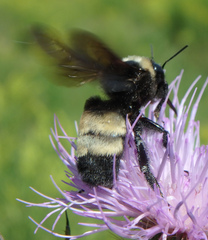 Bombus auricomus