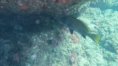Sciaena umbra