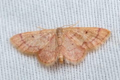 Idaea