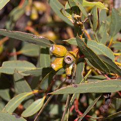 Eucalyptus incrassata