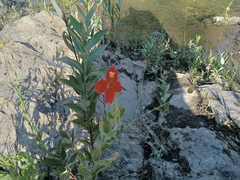 Erythranthe cardinalis