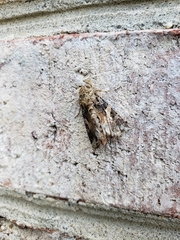 Spodoptera latifascia
