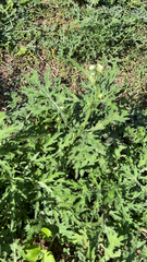 Parthenium hysterophorus