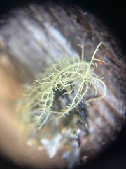 Usnea hirta