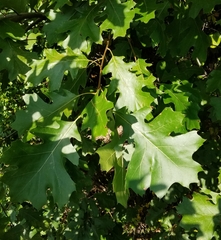 Quercus shumardii